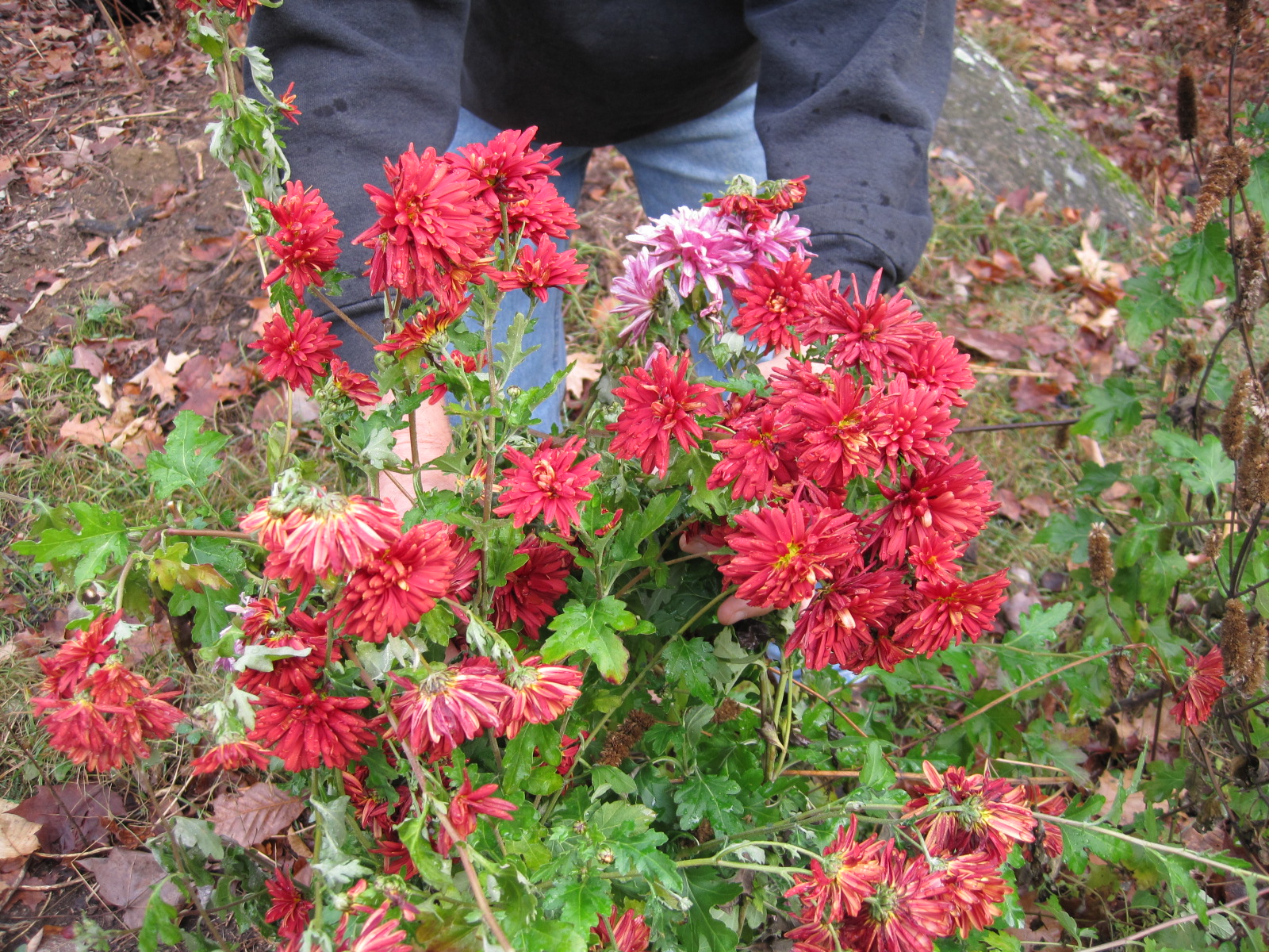 How to Keep Mums Alive Over the Winter